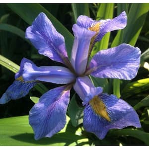 4 in. Blue Flag Iris Potted Bog/Marginal Plant