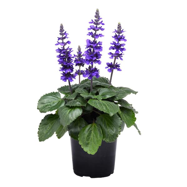 Salvia (Blue-Purple Blooms) Outdoor Garden Annual Plant in 2.5 qt. Grower Pot