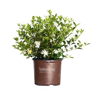 3 Gal. Jubilation Gardenia, Live Evergreen Shrub, White Fragrant Blooms