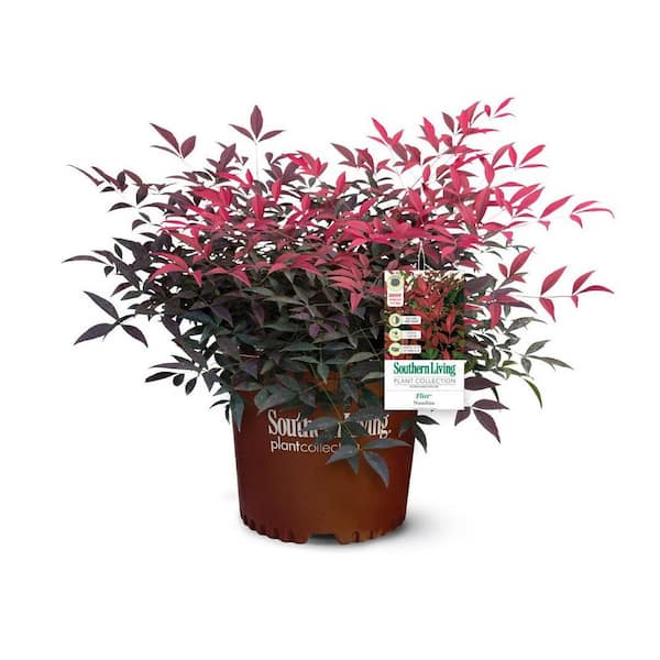 1.5 Gal. Flirt Nandina, Live Evergreen Groundcover Shrub, Deep Red New Foliage