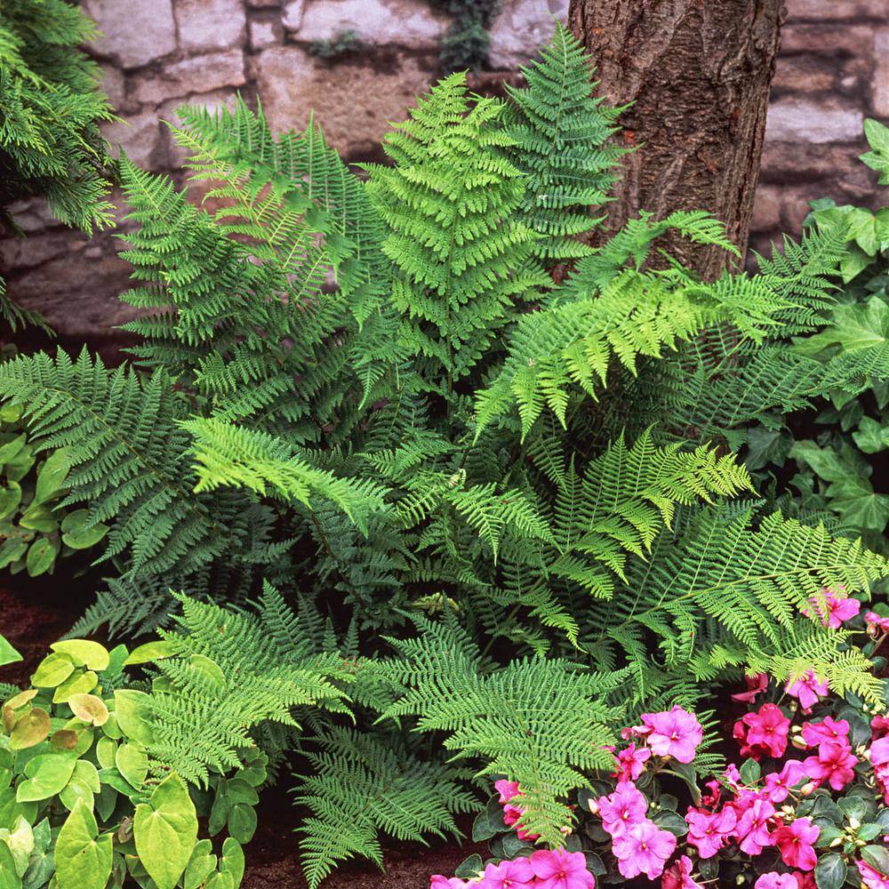 Christmas Fern Dormant Bare Root Perennial Plant, Green Foliage