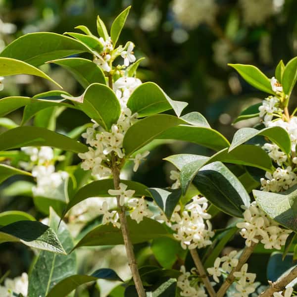 national PLANT NETWORK 2.25 Gal. Sweet Olive Shrub HD1103 - The