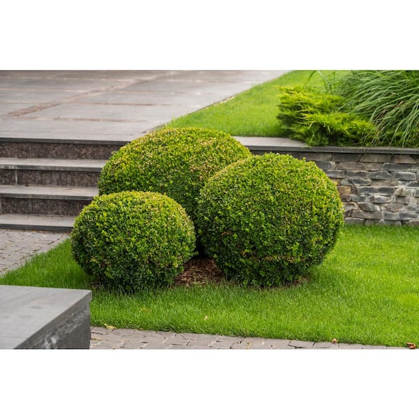 Fusion Boxwood 'Green Mountain' #7 1000042948 - The Home Depot