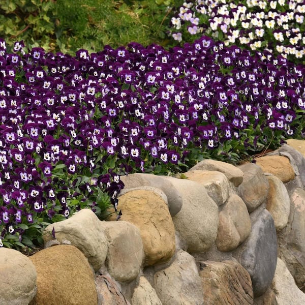 national PLANT NETWORK 4 in. Viola Sorbet XP Purple Face Plant (8