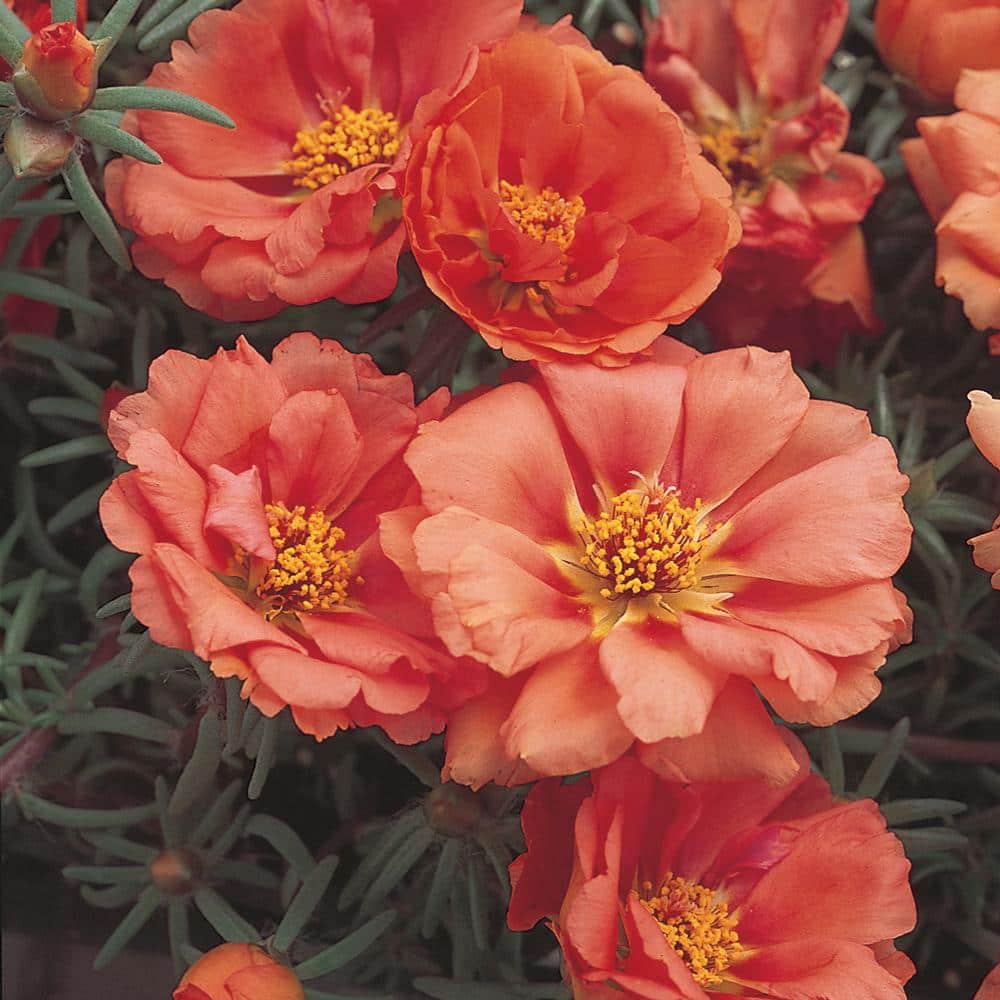 スプリングフラワーフレアブラトップ パンジーS 4.5 in. Orange Moss Rose Purslane Plant 8165 - The Home Depot