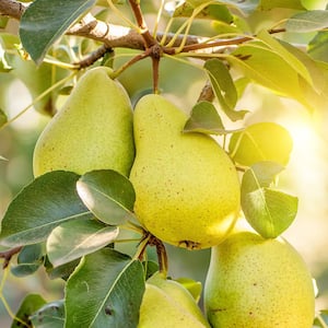 1 Gal. Bartlett Pear Tree