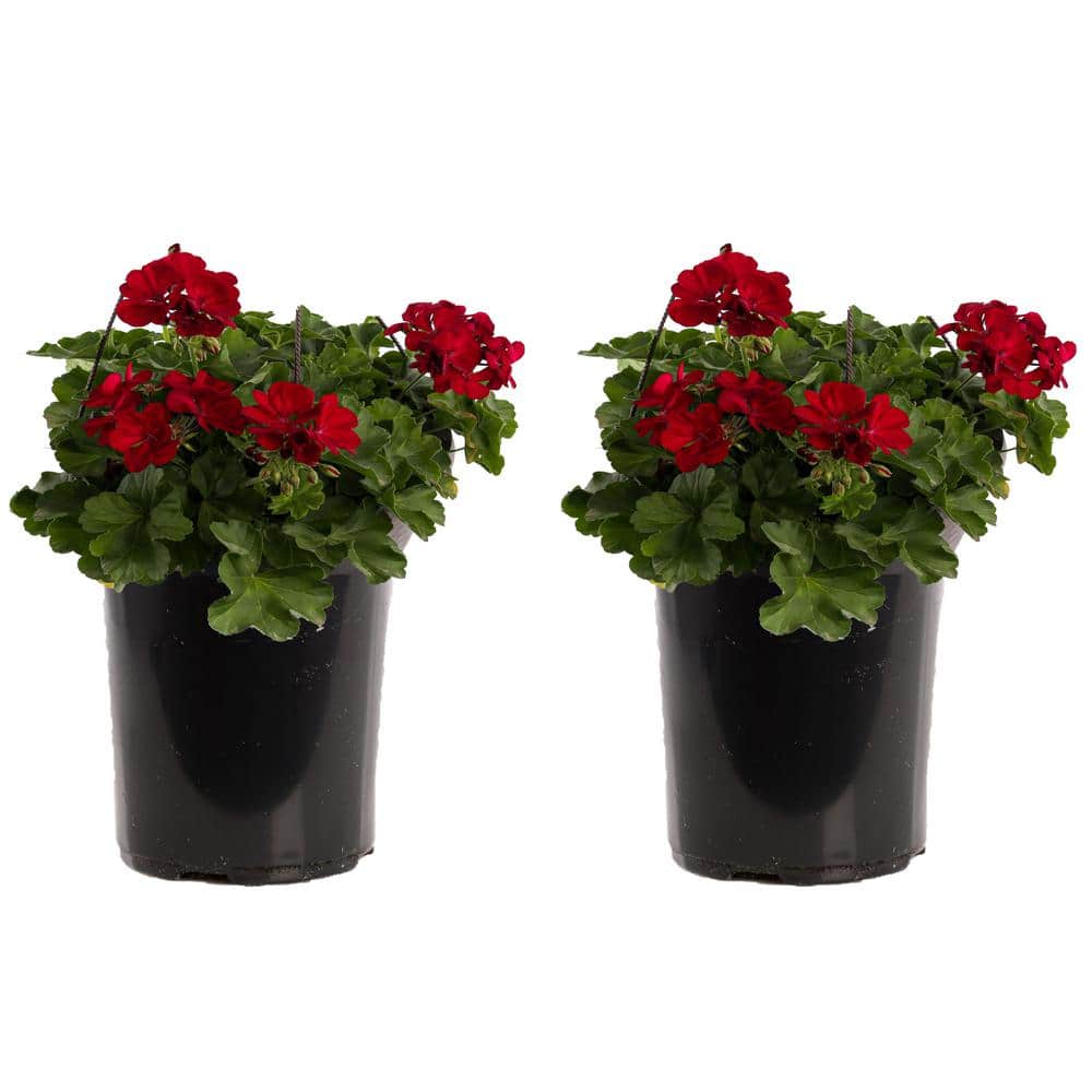 Plants by Post 1 Gal. Red Geranium Plant (2-Pack) 748179052900 - The ...