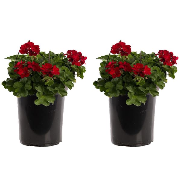 Plants by Post 1 Gal. Red Geranium Plant (2-Pack)