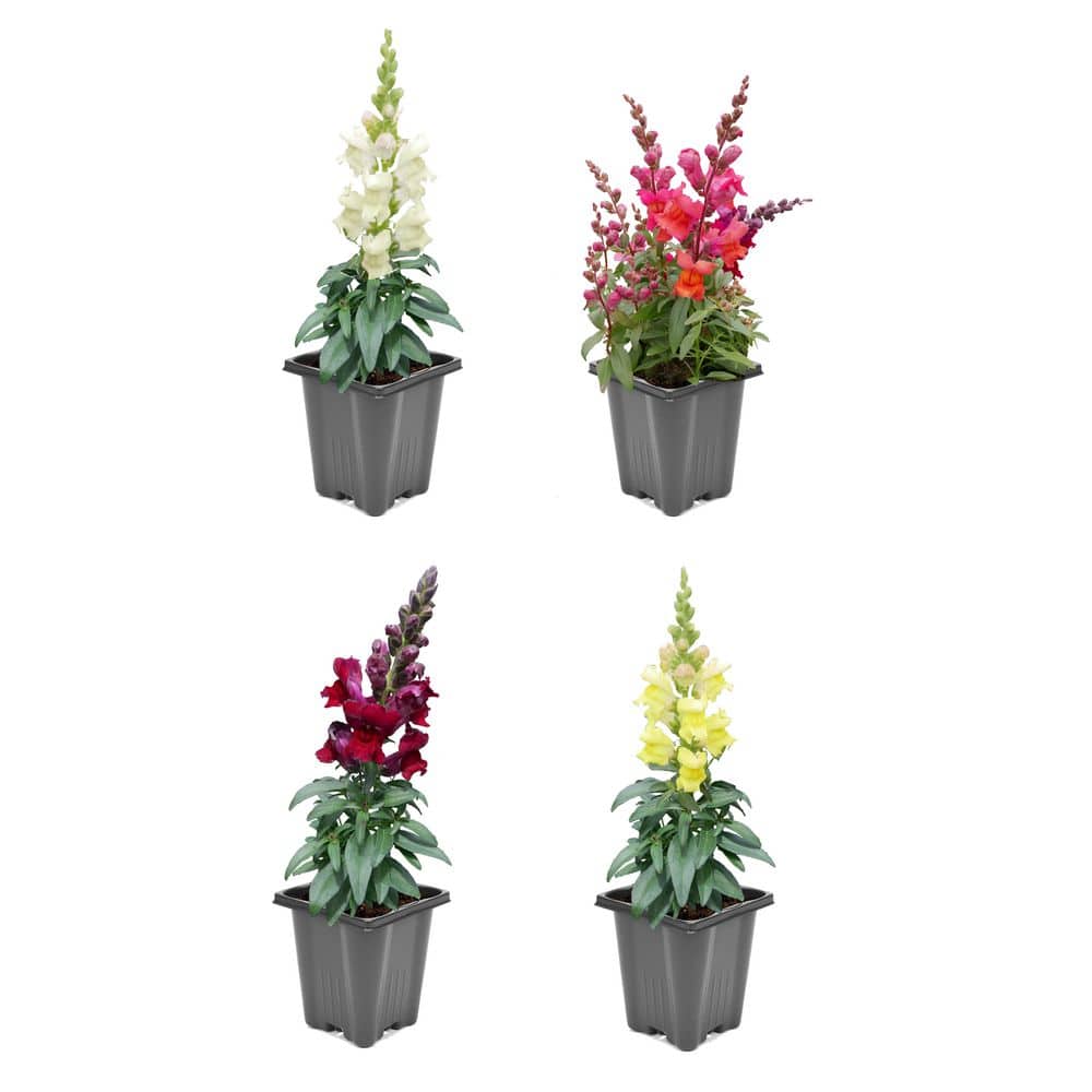 1.0 PT Snapdragon Mix Annual Plant with Multi-Colored Flowers-4 Pack