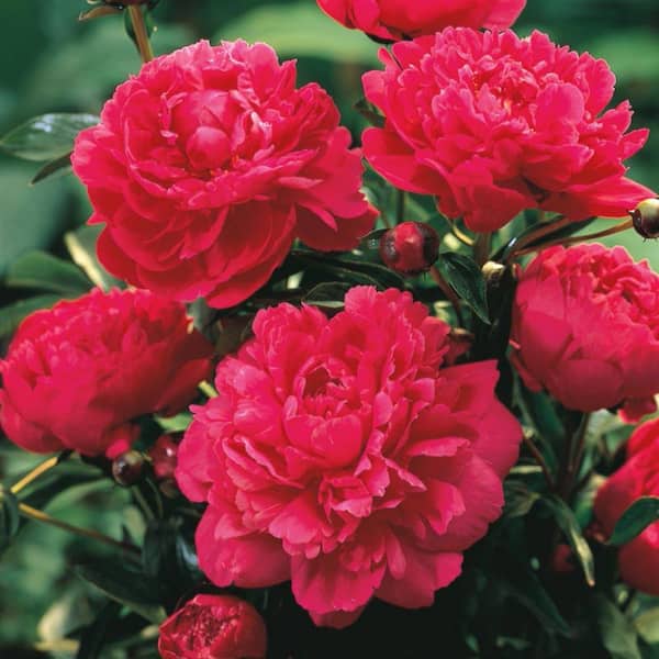 Spring Hill Nurseries Kansas Peony (Paeonia), Live Bareroot Plant, Red Flowering Perennial (1-Pack)