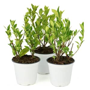 4 in. Gardenia August Beauty Shrub (3-Pack)