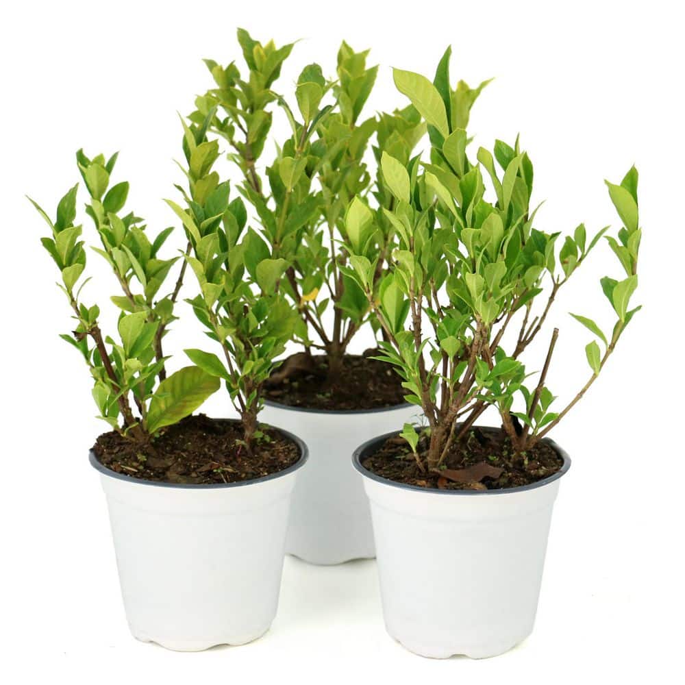 4 in. Gardenia August Beauty Shrub (8-Pack) price history on PriceWatchPro