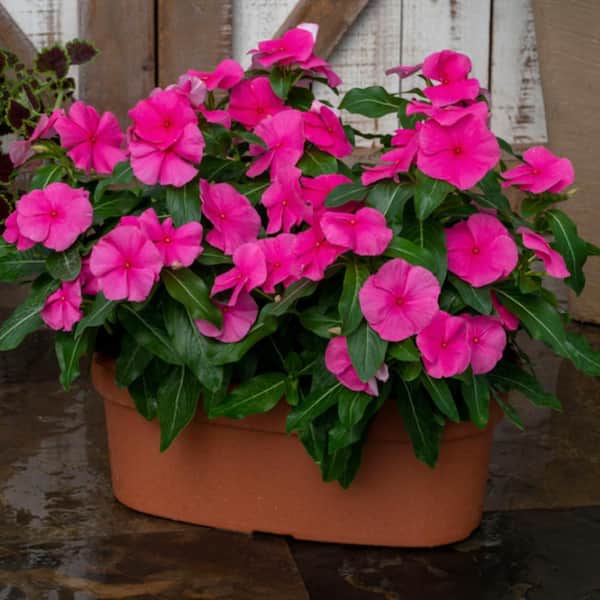 Pure Beauty Farms 4.5 in. Vinca Annual Plant with Assorted Flowers