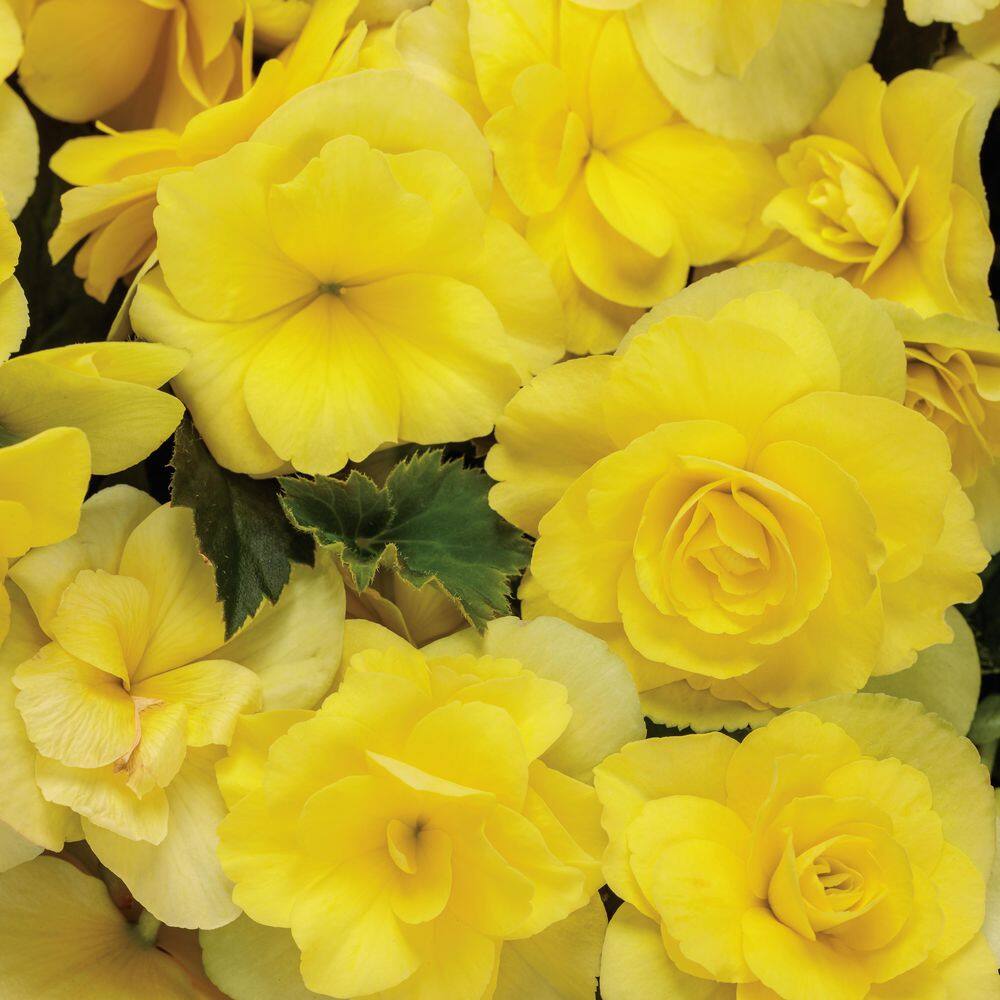 4-Pack Yellow Solenia Rieger Begonia in Eco+ Grande Pots