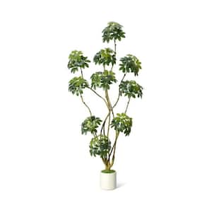anthurium andraeanum propagation Anthurium andraeanum
