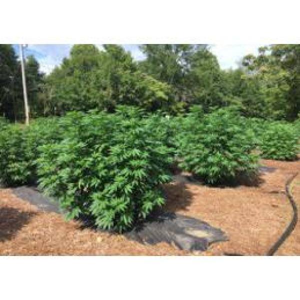 1.5 cu.ft. (38.5 Qts) Organic Garden Soil 1.5 cu.ft. (38.5 Qts) Organic Garden Soil