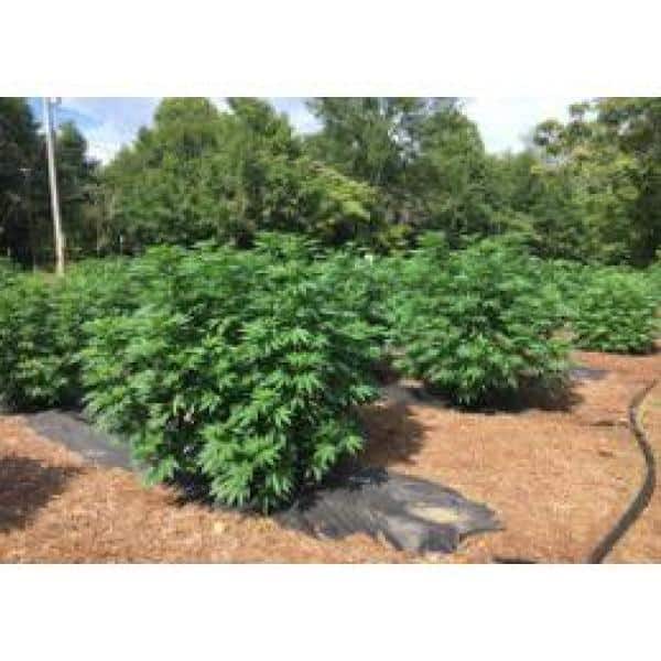 8 Oz. Microbial Root Probiotic/Soil Amendment 8 Oz. Microbial Root Probiotic/Soil Amendment