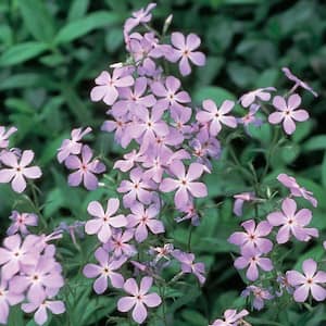 2 QT Phlox Woodland Phlox 'Woodlander Lilac' Purple Perennial Plant