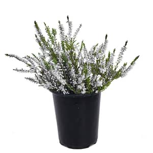 1.0 qt. Plant Heather Calluna Perennial with White Flowers (1-Pack)