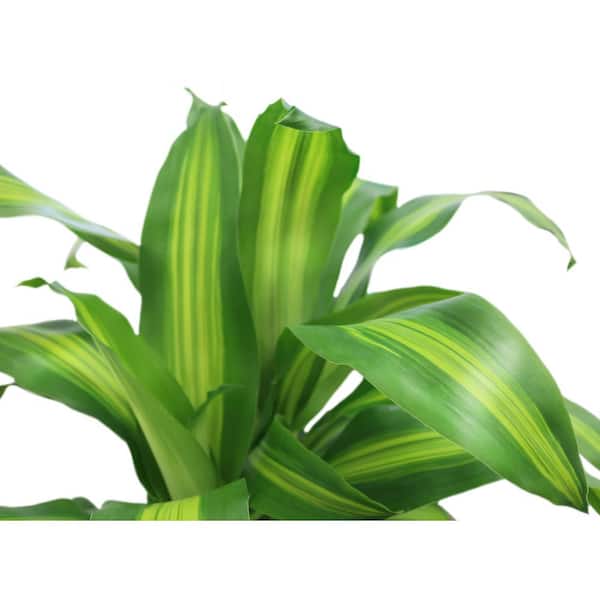 Costa Farms 10 in. Mass Cane/Pothos Combo Plant MASSCOMB10 - The Home Depot