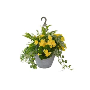 12 in. Yellow Begonia Plant Hanging Basket