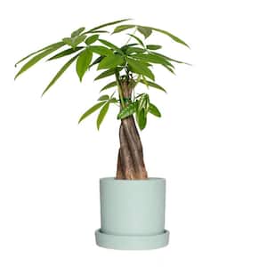 4 in. Braided Money Tree Plant in 5 in. Semi Matte Mint Bryant Container