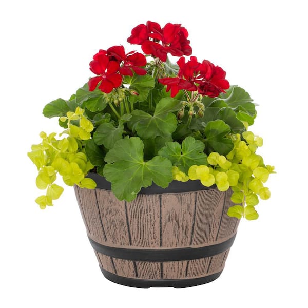 METROLINA GREENHOUSES 1 Gal. Geranium and Lysimachia Combo in Decorative Napa Barrel Annual Plant (1-Pack)