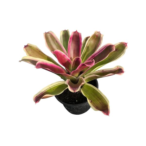Pure Beauty Farms 1.8 Gal. Bromeliad Neoregalia Plant in 10 in. Grower's Pot