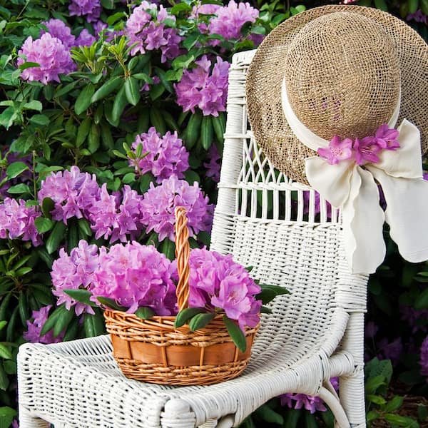 national PLANT NETWORK FlorAmore Azalea Pink Shrub (1-Piece