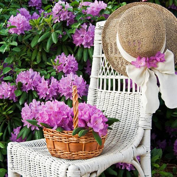 national PLANT NETWORK FlorAmore Azalea Pink Shrub (1-Piece