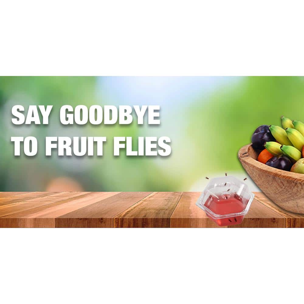 Effective & Convenient Fruit Fly Traps - Pack of 6 Zimbabwe | Ubuy