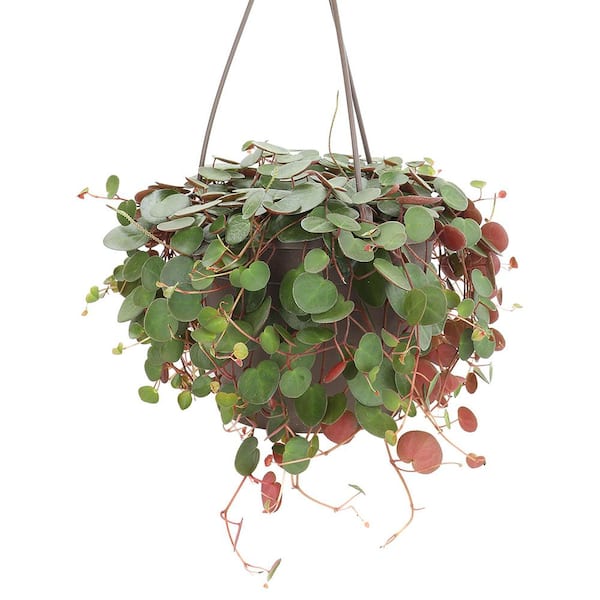 Altman Plants 6 in. Ruby Necklace (Othonna Capensis) Live Houseplant in Hanging Basket