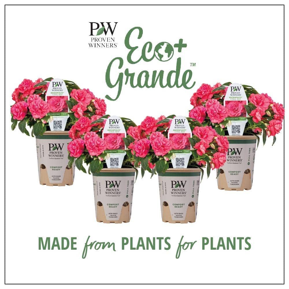 PROVEN WINNERS 4.25 in. Eco+Grande Rockapulco Coral Reef (Double