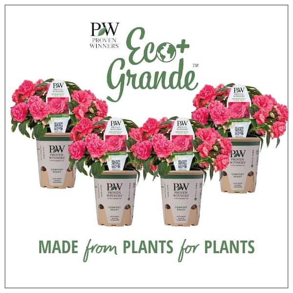 PROVEN WINNERS 4.25 in. Eco+Grande, Superbells Prism Pink Lemonade