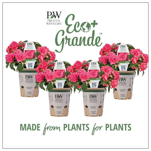 PROVEN WINNERS 4.25 in. Eco+Grande Rockapulco Coral Reef (Double Impatiens) Live Plant, Coral-Pink Flowers (4-Pack)