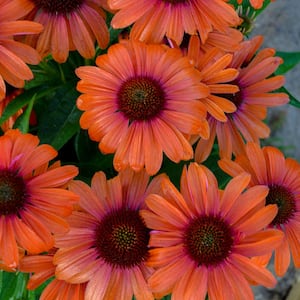 1 Gal. Color Coded 'Orange You Awesome' Coneflower (Echinacea) Live Plant, Orange Flowers