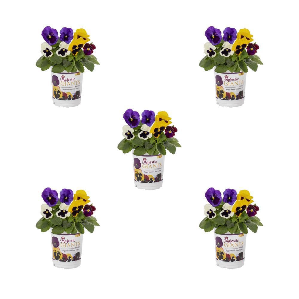 METROLINA GREENHOUSES 1 qt. Majestic Giant Pansy Annual Plant Mix (5 ...