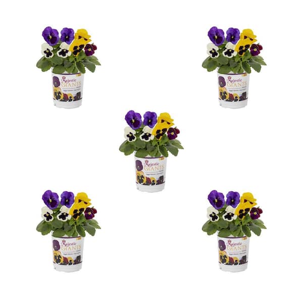 METROLINA GREENHOUSES 1 qt. Majestic Giant Pansy Annual Plant Mix (5-Pack)