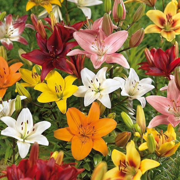 Lilies Asiatic Mixed Quantity Landscape (Set of 750) Bulbs
