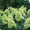 proven-winners-hydrangeas-14719-40.2