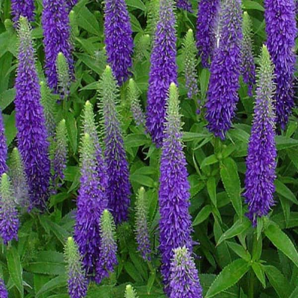 OnlinePlantCenter 1 Gal. Royal Candles Speedwell Plant