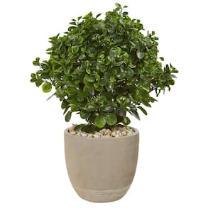 Indoor/Outdoor 30 in. Peperomia Artificial Plant in Sand Stone Planter UV Resistant