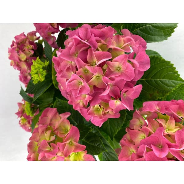 Vigoro 2 Gal. Michele Hydrangea Live Shrub with Pink Flowers