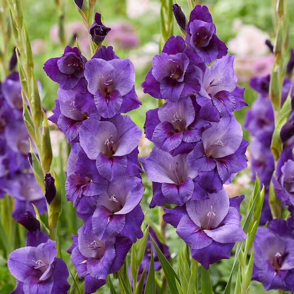 VAN ZYVERDEN Van Zyverden Gladiolus Large Flowering Purple Magic Set of 12 Bulbs