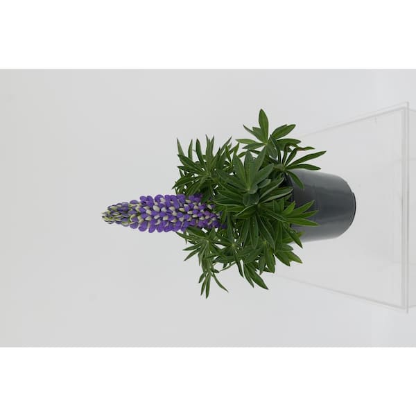 Unbranded Perennial Lupine p. Staircase Blue 2.5 qt.