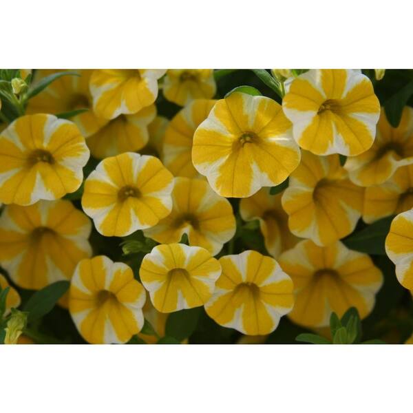 PROVEN WINNERS Superbells Lemon Slice (Calibrachoa) Live Plant, Yellow and White Flowers, 4.25 in. Grande