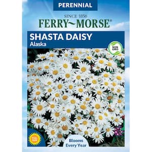 Shasta Daisy Alaska Flower Seed