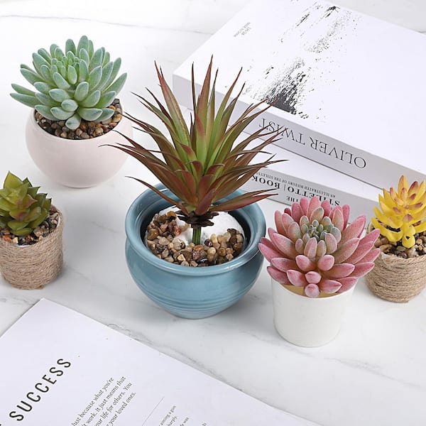succulent subscription boxes Succulents Depot Monthly Subscription Box with Free Plants