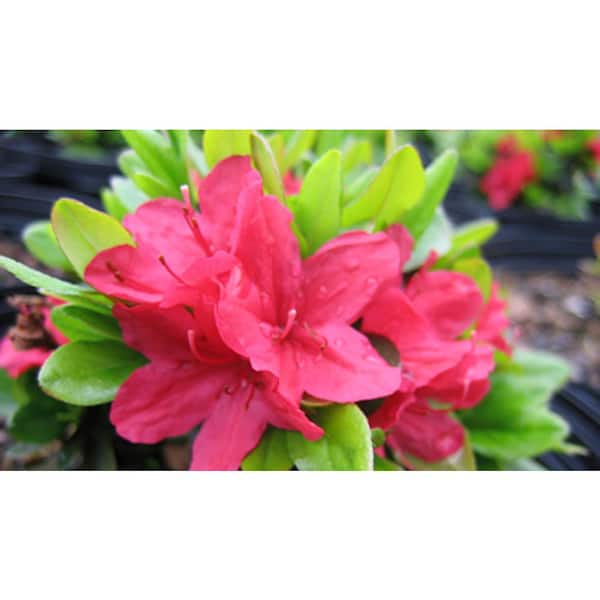 2.5 Qt. Hino Crimson Azalea Plant with Pink Blooms