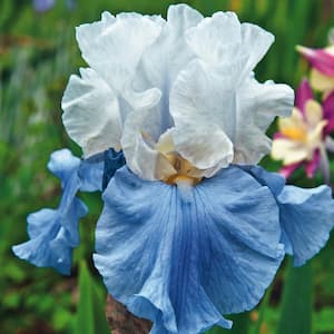 Stairway To Heaven Bearded Iris White and Blue Flowering Perennial Plant shipped as a Dormant Bare Root Rhizome (1-Pack)